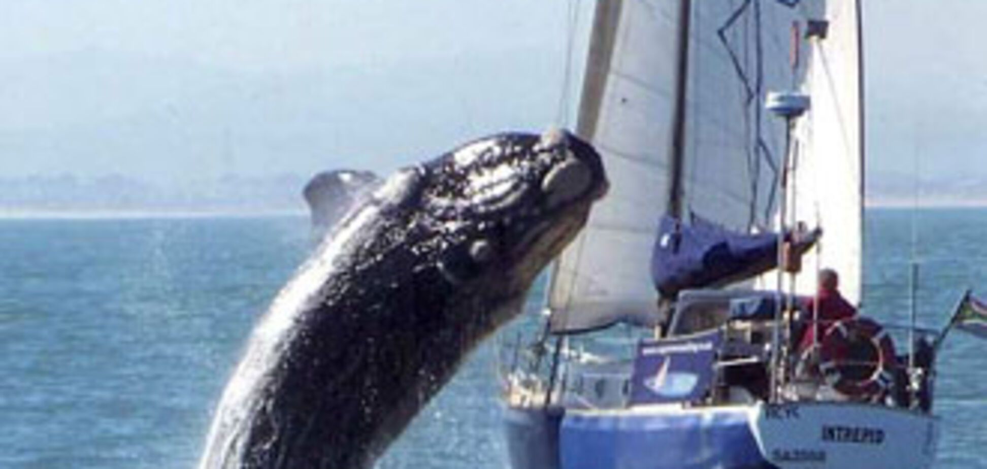 40-тонный кит обрушился на яхту! ФОТО, ВИДЕО