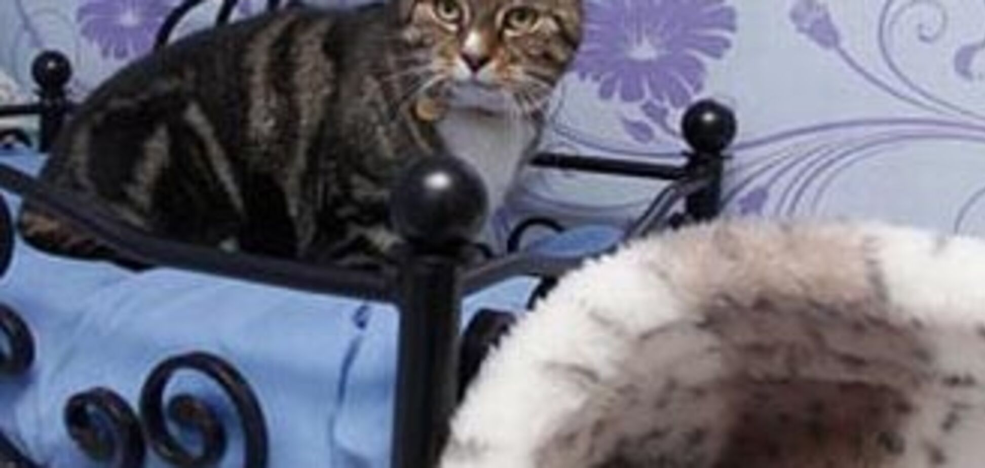 Люкс-готель для котів