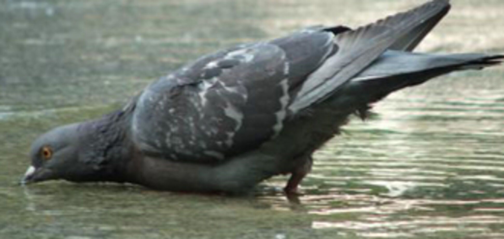 Французы кормят голубей противозачаточными