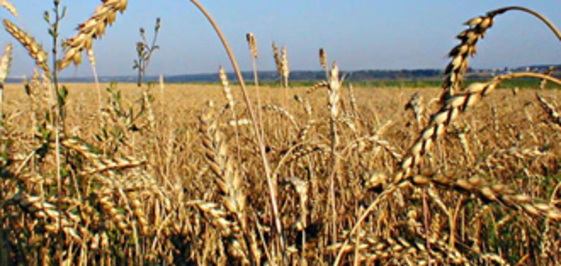 МинАПК рассказало, как законно сбывать плохое зерно
