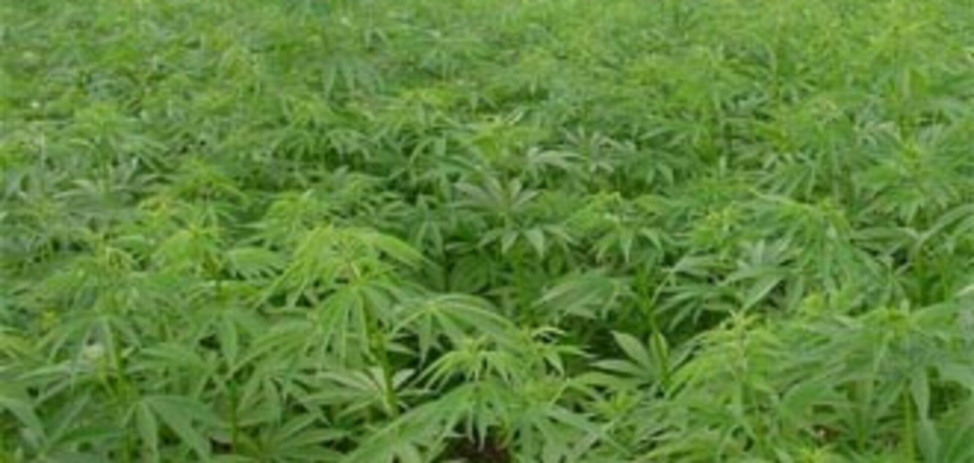 На болоті знайшли плантацію триметрової конопель