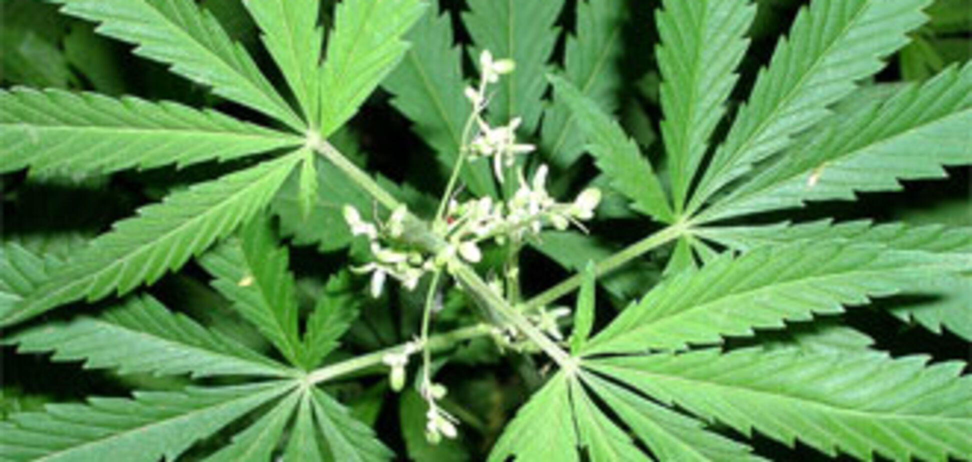 Знайдена плантація конопель на півтора мільярда доларів