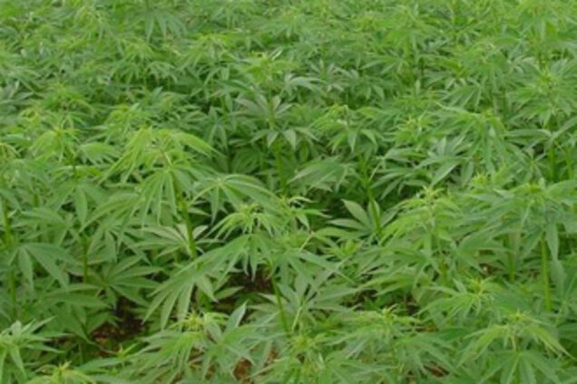 Полтавський наркоман віз в автобусі 8 кіло коноплі