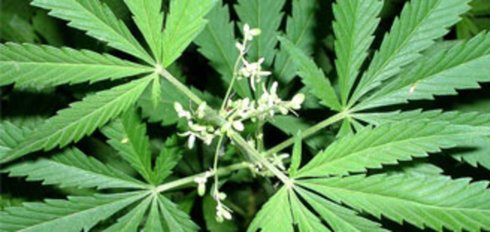 Гонорар кілера склав 200 грн і' травичку покурити'