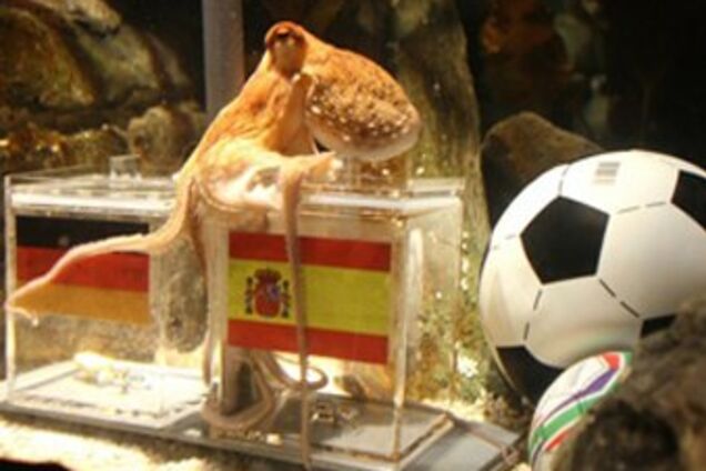 Осьминог-оракул предсказал результат матча Германия-Испания