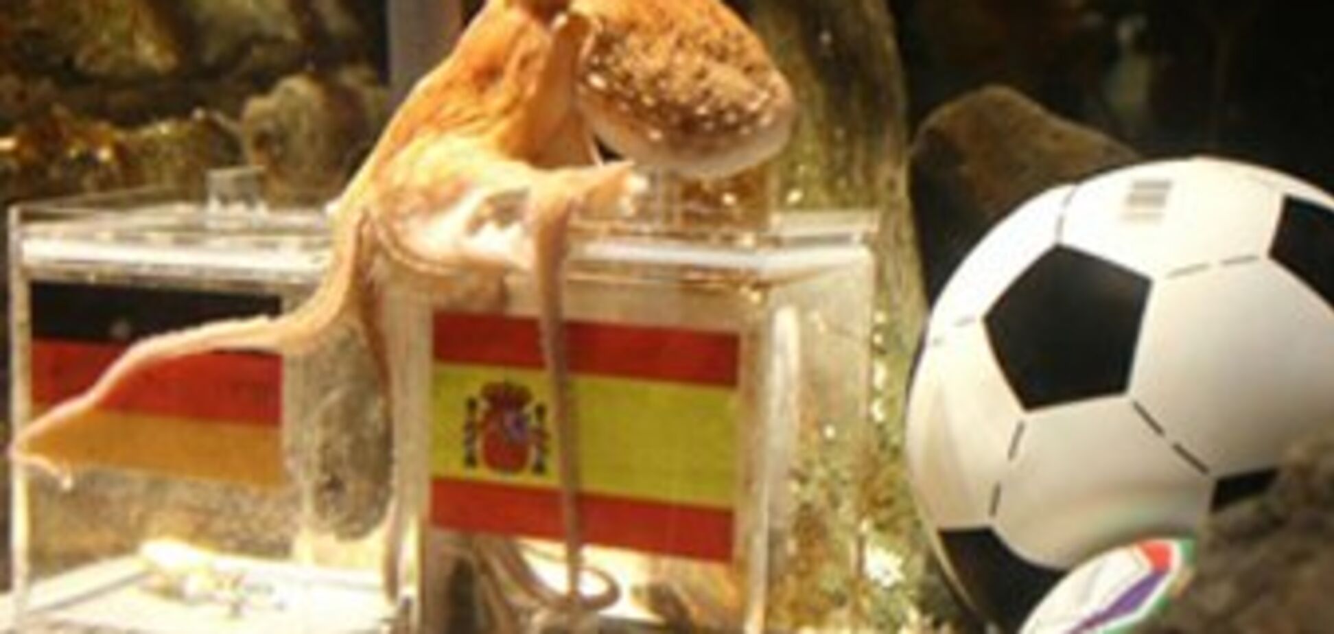 Осьминог-оракул предсказал результат матча Германия-Испания