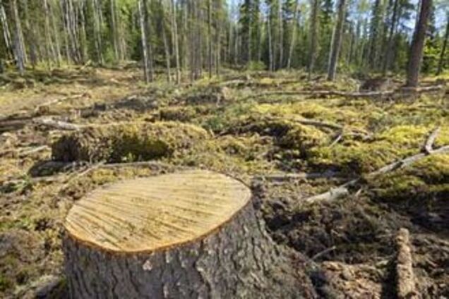 Європу захлеснув потік нелегальної деревини