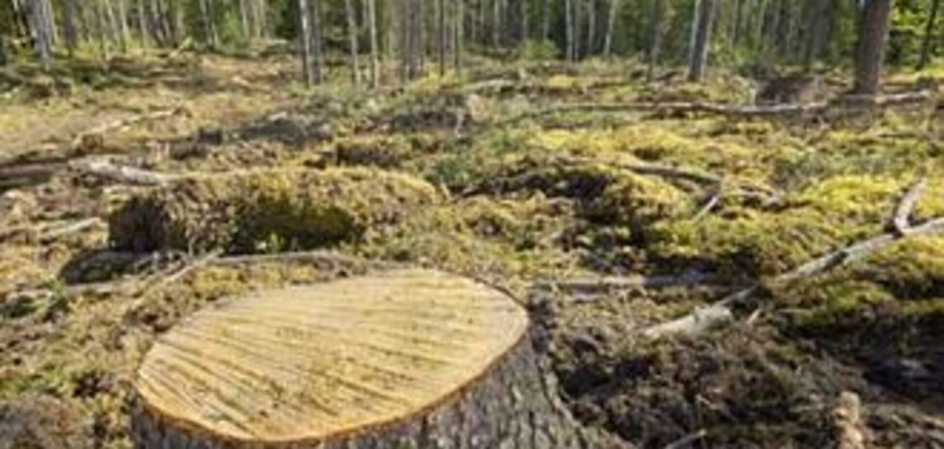 Європу захлеснув потік нелегальної деревини