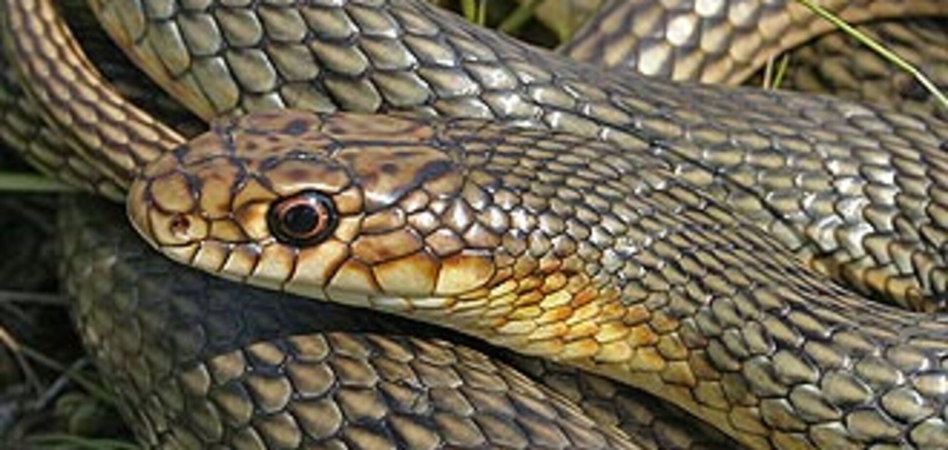 В Одеській області навала Желтобрюхая полозов