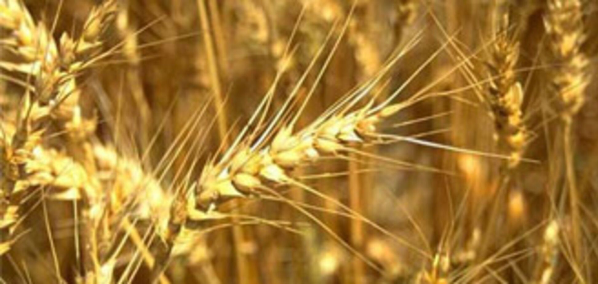 МинАПК и зернотрейдеры пришли к согласию по рынку зерна