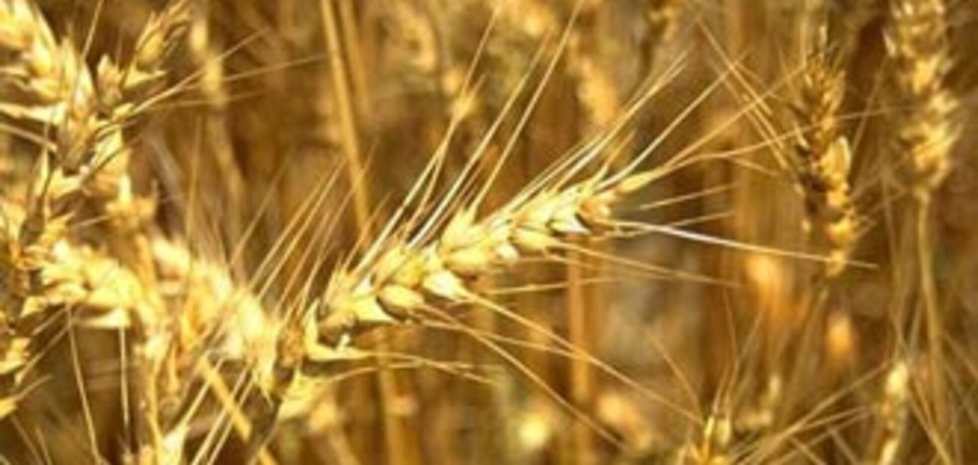 Аграрный фонд станет единственным закупщиком зерна