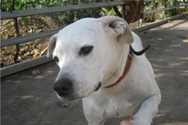 В Риме оставленная в одиночестве собака спрыгнула с 7 этажа 