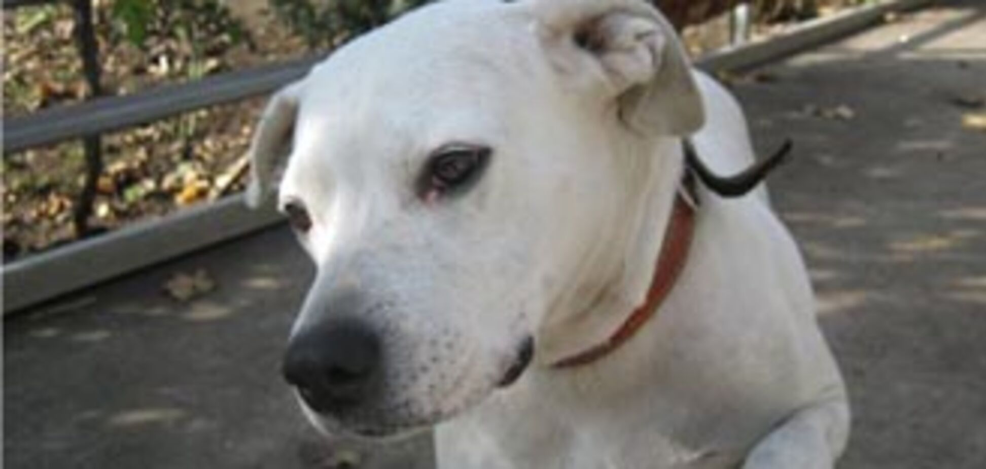 В Риме оставленная в одиночестве собака спрыгнула с 7 этажа