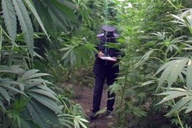 Милиция искала пожар, а нашла рекордную плантацию конопли