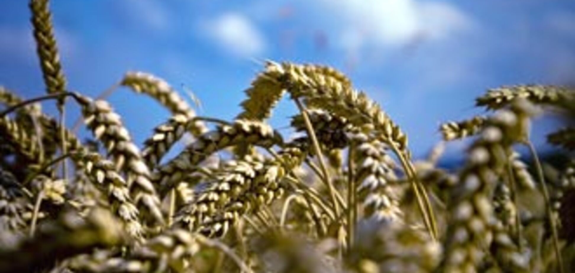 Угрозы голода из-за аномальной жары не существует