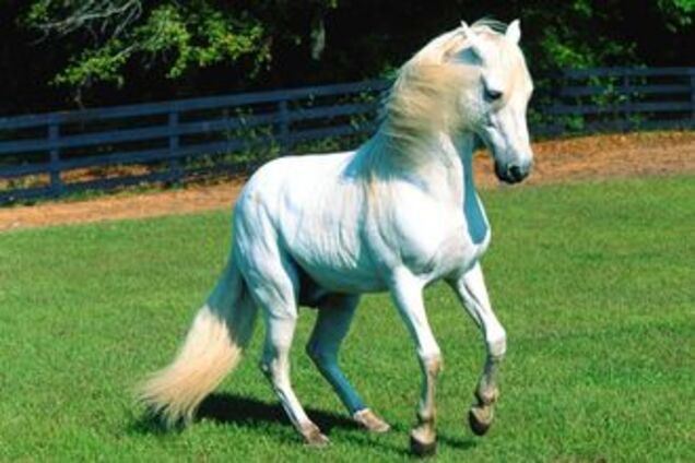 На Житомирщині викрили сім'ю конокрадів