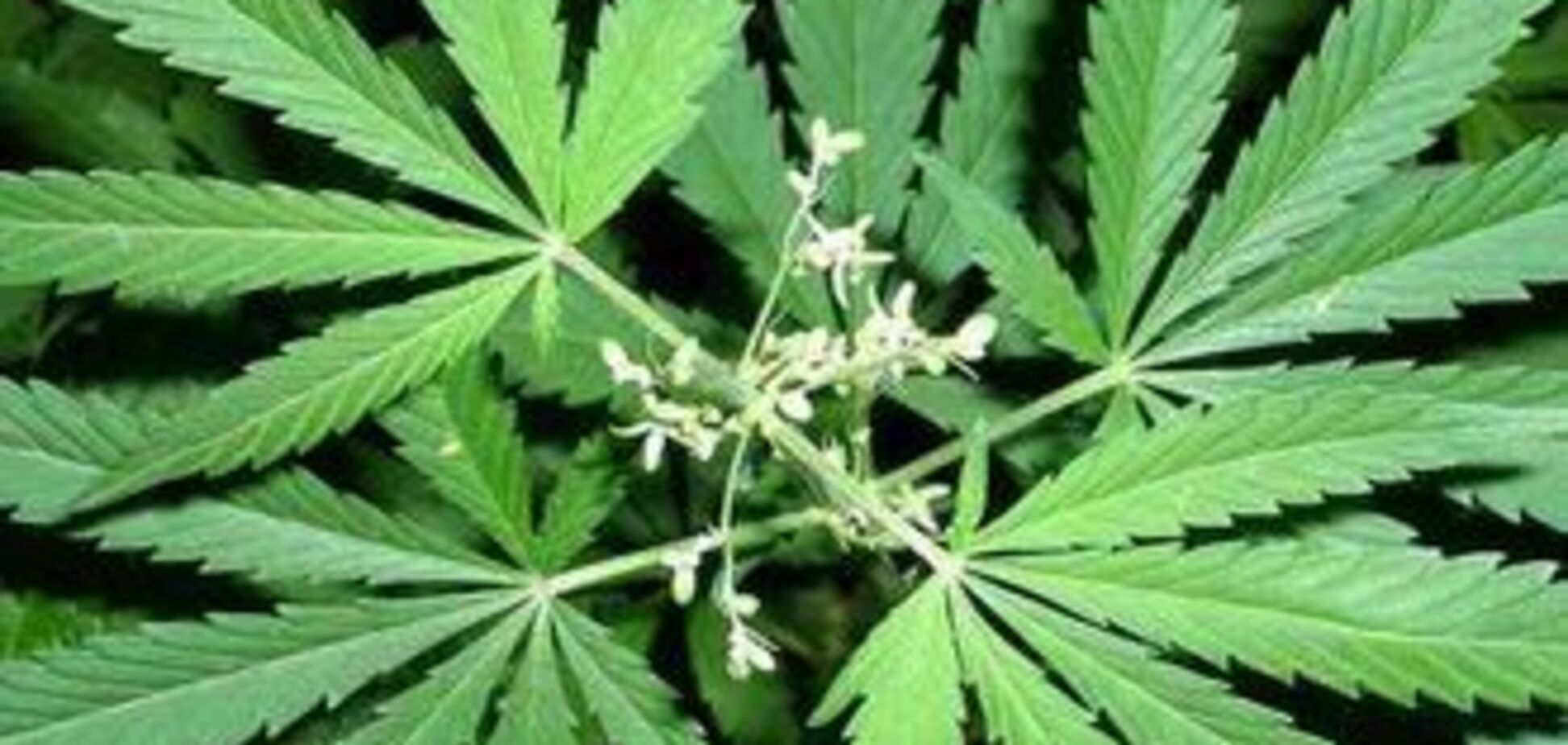 На Донеччині скосили півгектара безхазяйної конопель