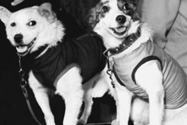 50 років польоту Білки і Стрілки: як готували' космонавтів'