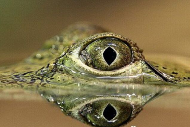 В Нью-Йорке завелись канализационные крокодилы