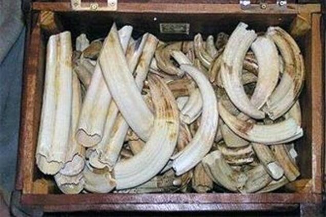 Прикордонники затримали дві тонни слонової кістки