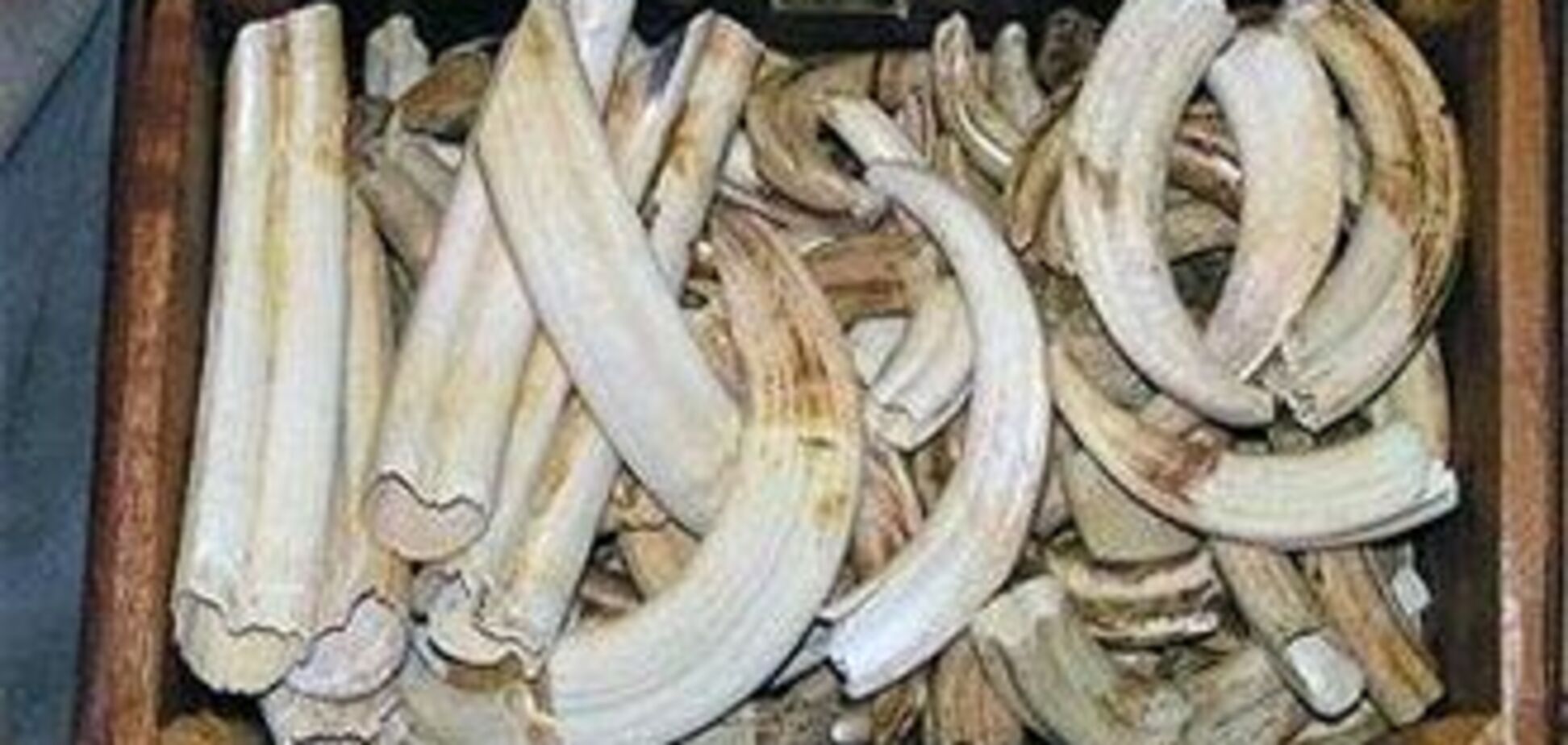 Прикордонники затримали дві тонни слонової кістки