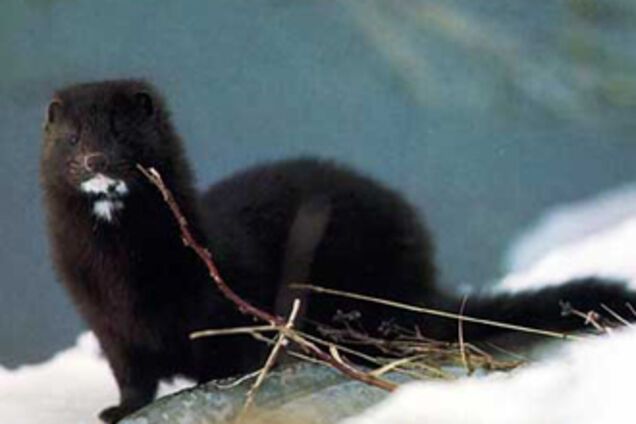 Паника в Греции: с фермы сбежали 50 тысяч норок