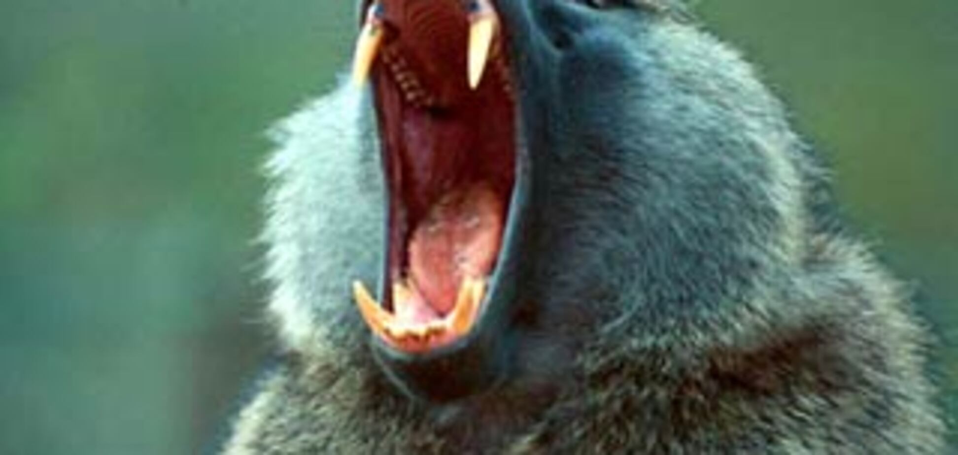 Над африканцами жутко издеваются пьяные дикие обезьяны