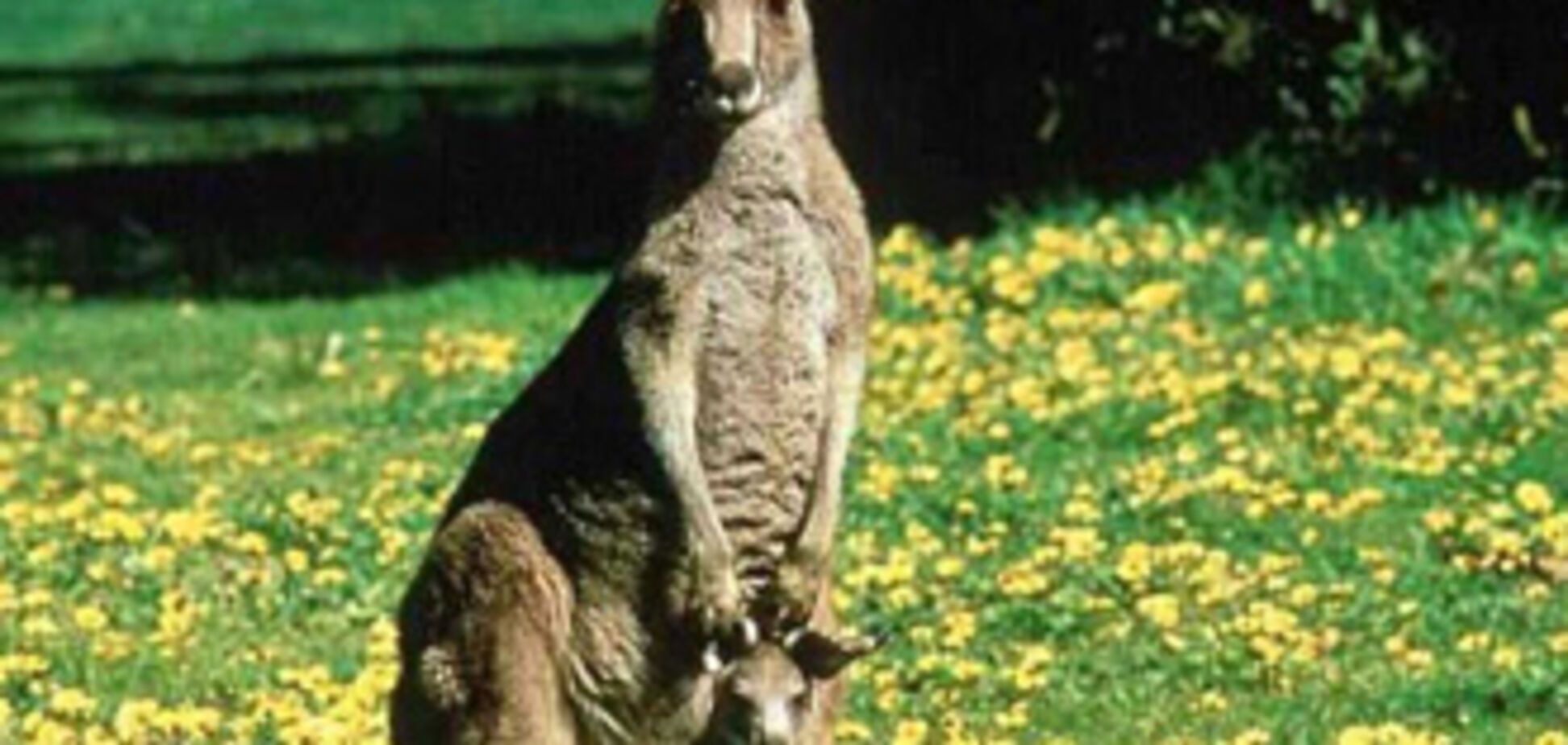 Приятного аппетита. Яички быка, верблюда, страуса и кенгуру