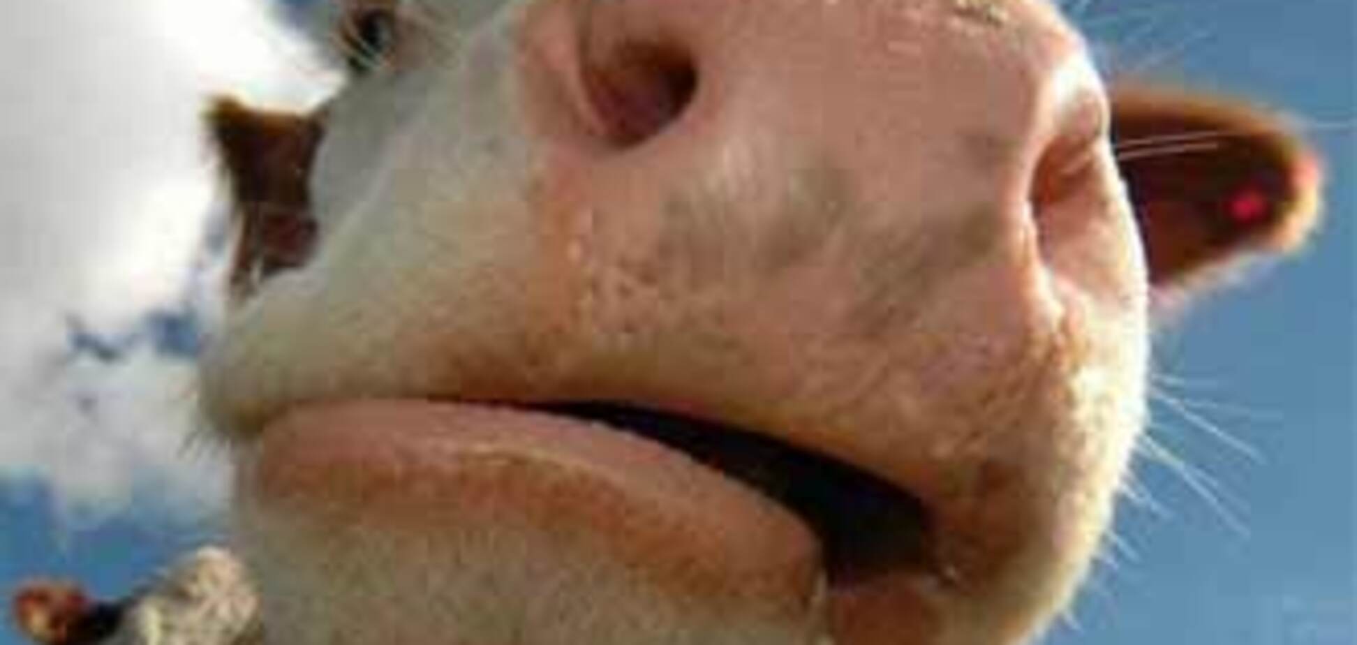 Верховний Суд заборонив годувати худобу коноплею