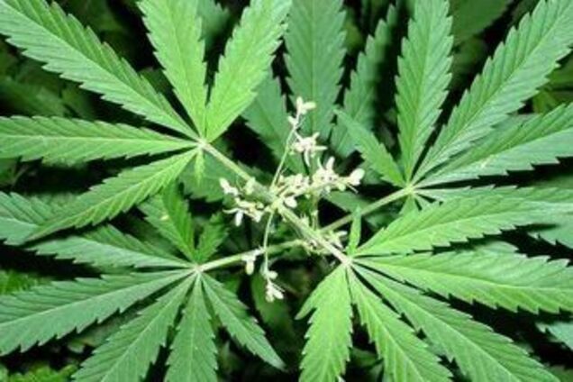 У Донецьку спалили конопляний ліс розміром 1,5 гектара