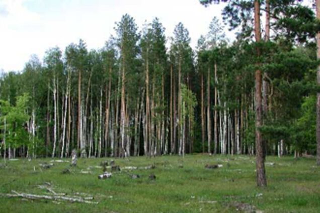 Директора днепропетровского лесхоза задержала прокуратура