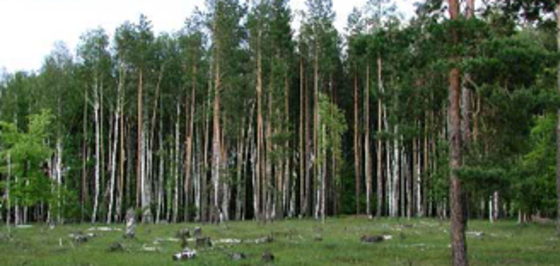 Директора днепропетровского лесхоза задержала прокуратура