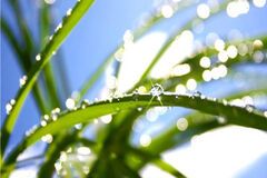 Жара не отступает: дождей снова не будет