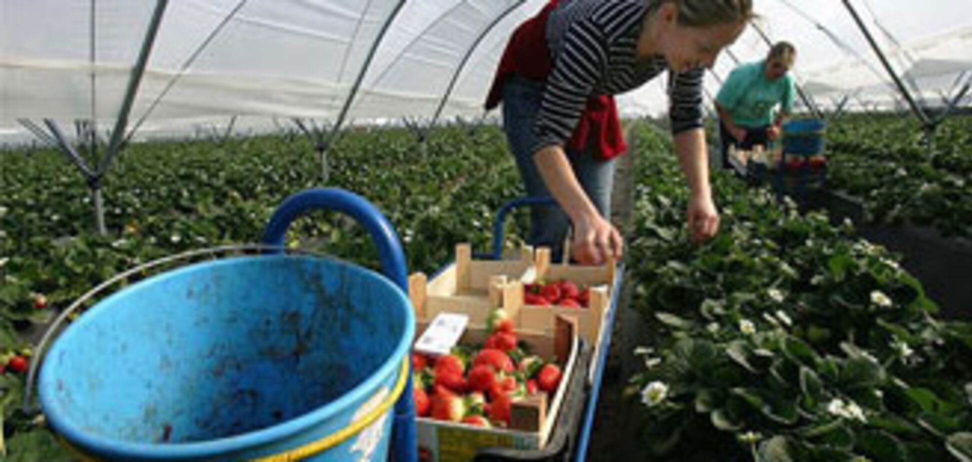 Польша упростила механизм трудоустройства для украинцев