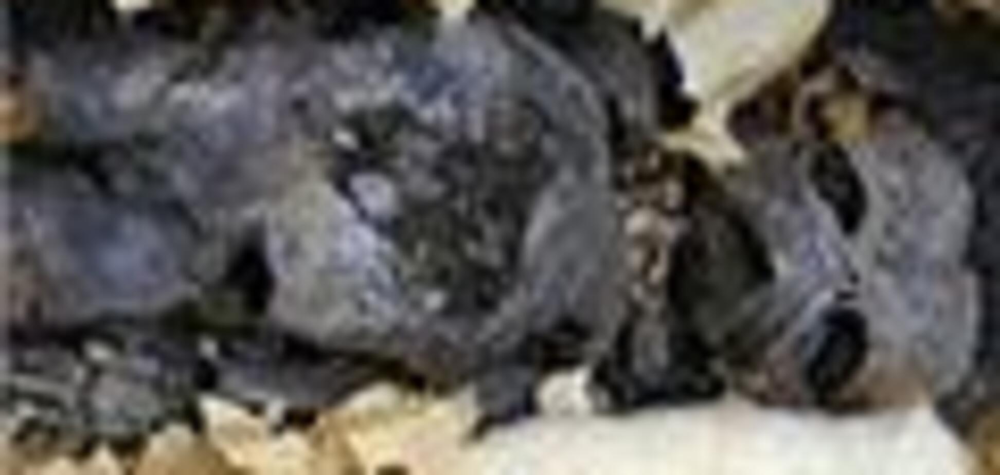 Немовля пролежало під паркетом 40 років. ФОТО