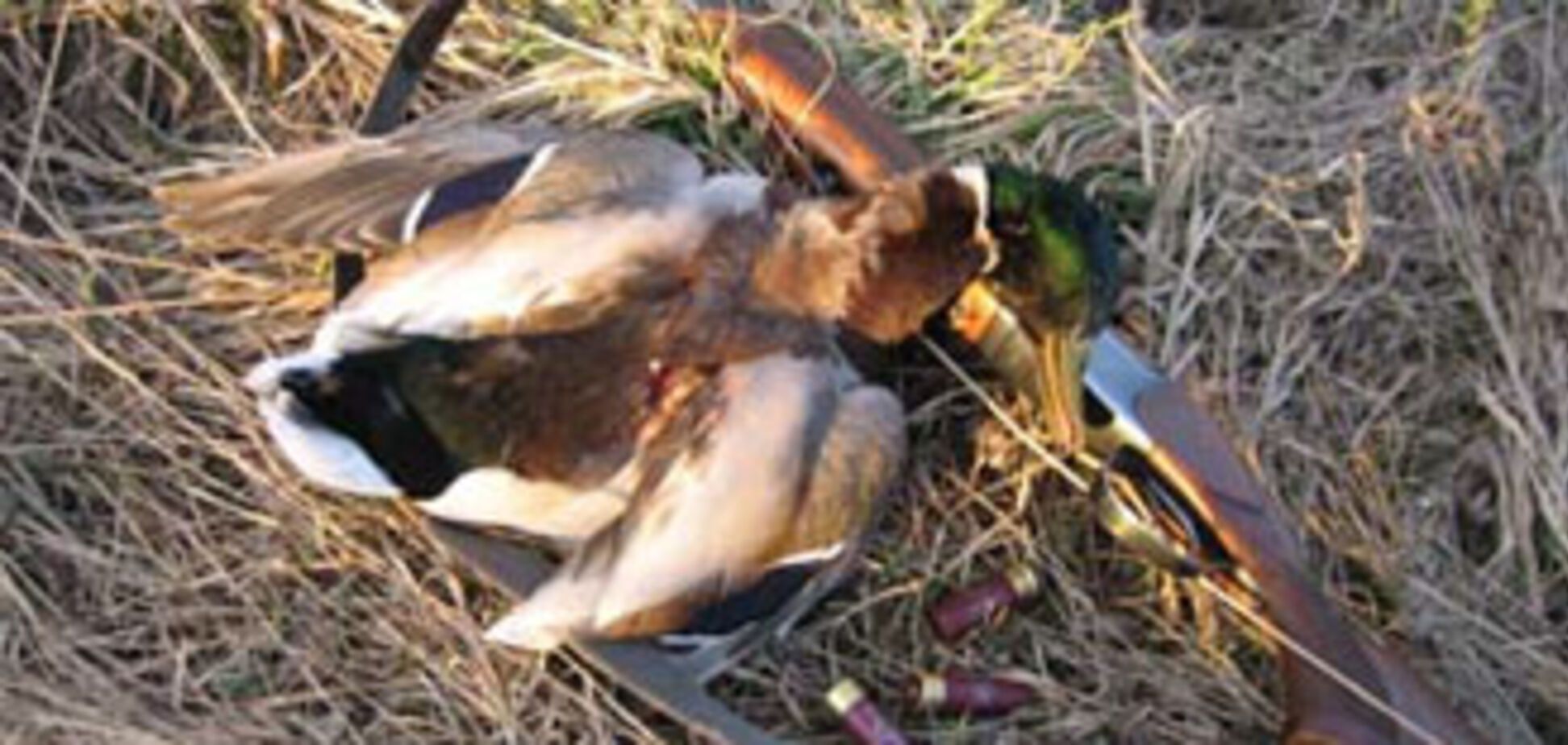 Всем, кому охота, можно на охоту