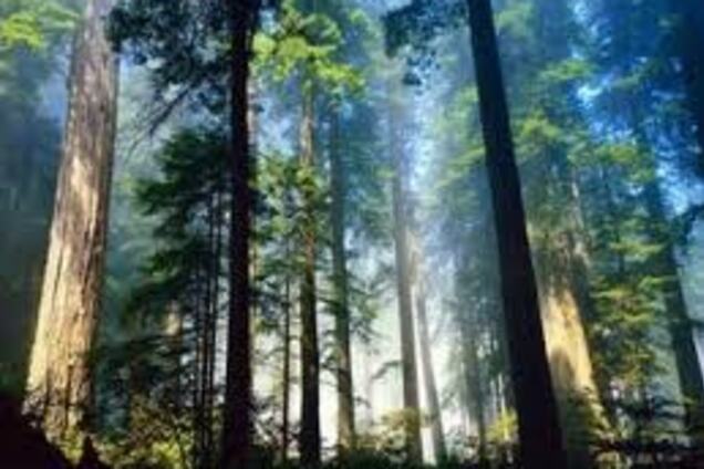 Пропавшая 5-летняя девочка и ее тетя найдены мертвыми