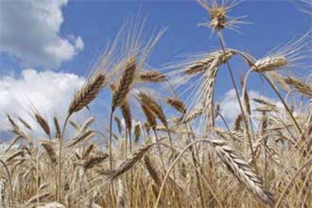 Україна прагне в світові лідери за сільгосппродукції