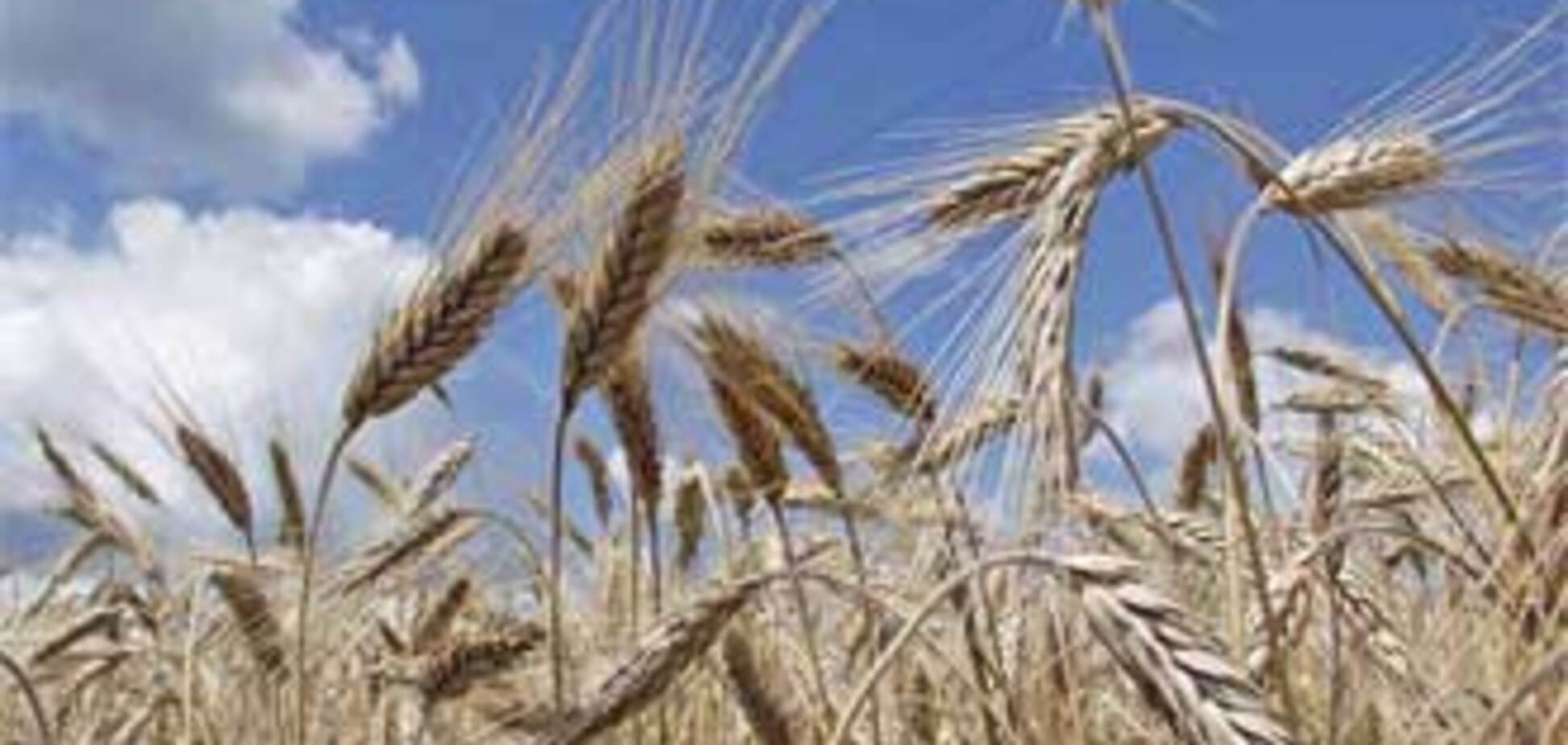 Україна прагне в світові лідери за сільгосппродукції