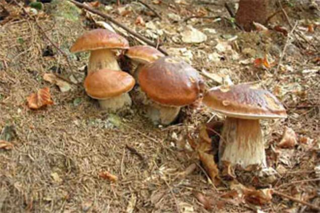 Украинцев просят быть осторожными с грибами