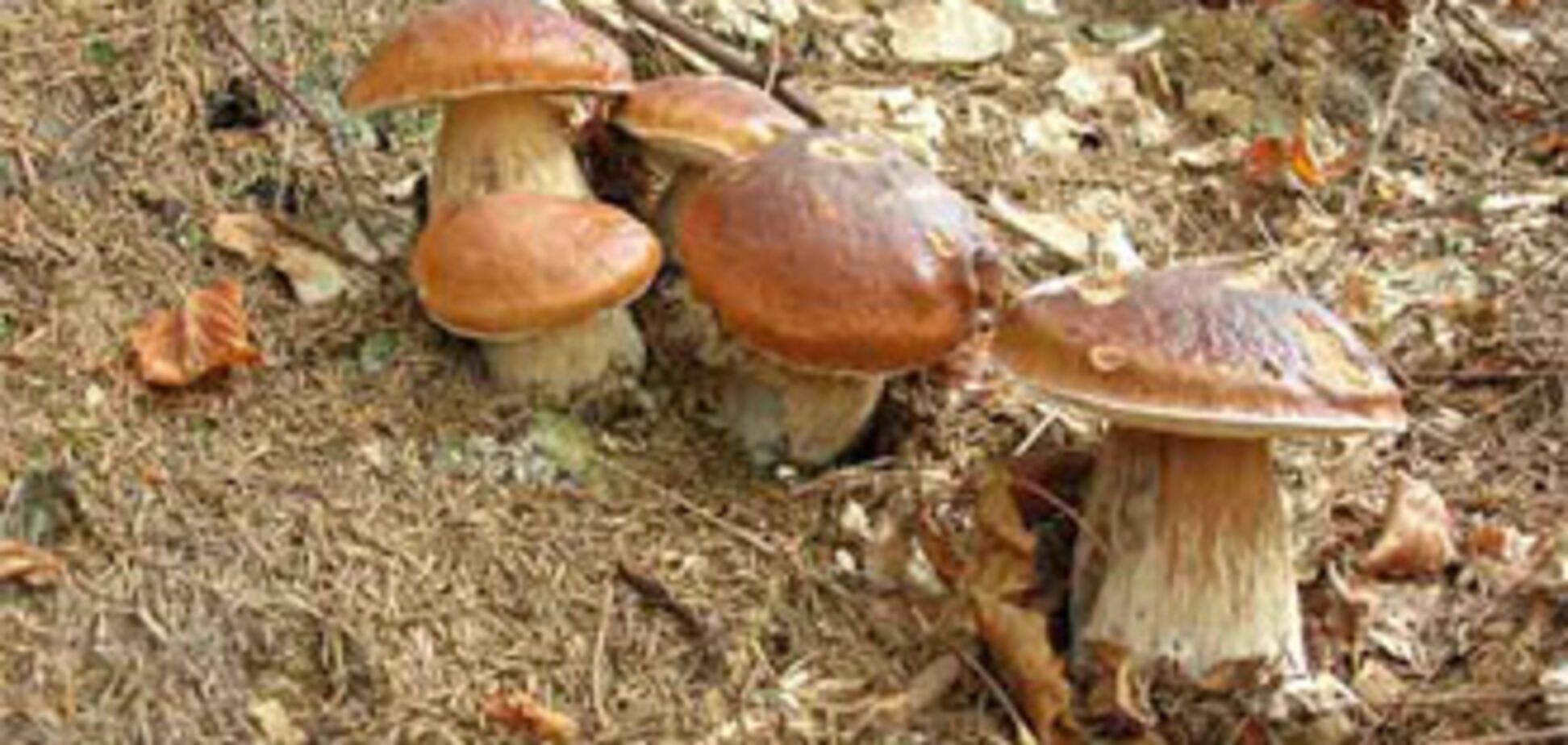 Українців просять бути обережними з грибами