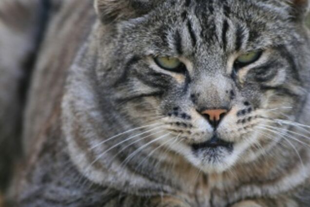 Чоловік викликав поліцію для лову в його будинку кота