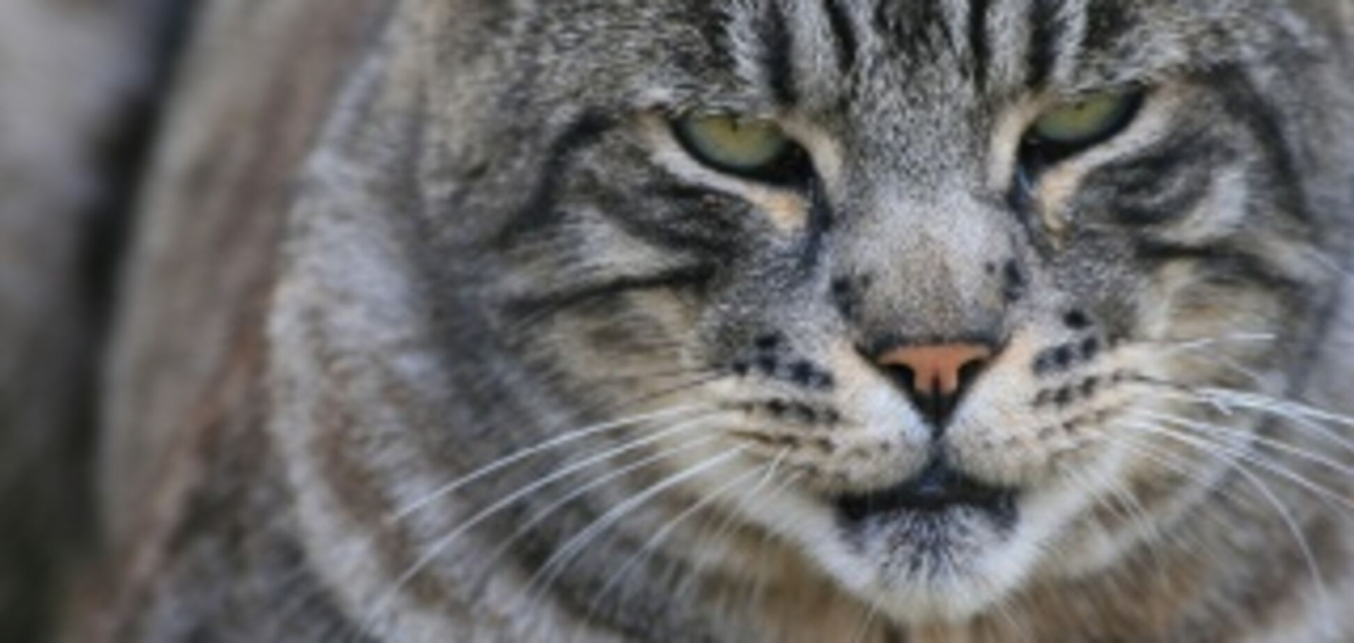 Чоловік викликав поліцію для лову в його будинку кота