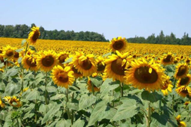 Украина – мировой лидер по экспорту подсолнечного масла