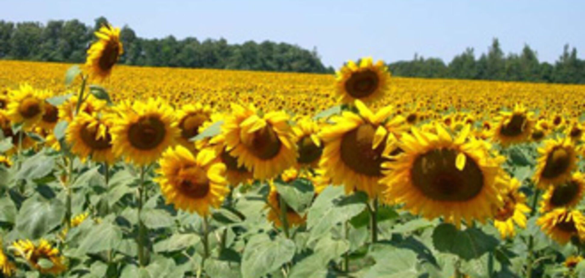 Украина – мировой лидер по экспорту подсолнечного масла