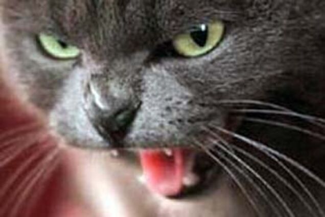 В Одесі маніяк заживо знімає шкуру з кішок