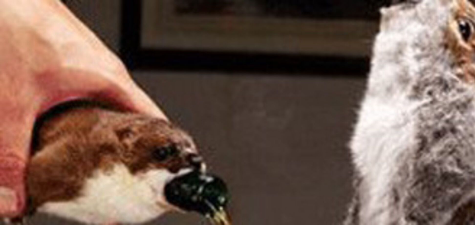 Найміцніше і найдорожче у світі пиво упаковано в опудала!