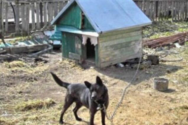 Господар собаки знайшов у її будці людську голову