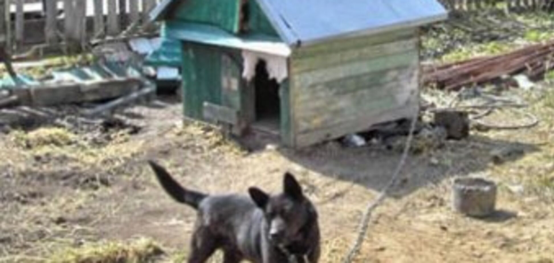 Господар собаки знайшов у її будці людську голову