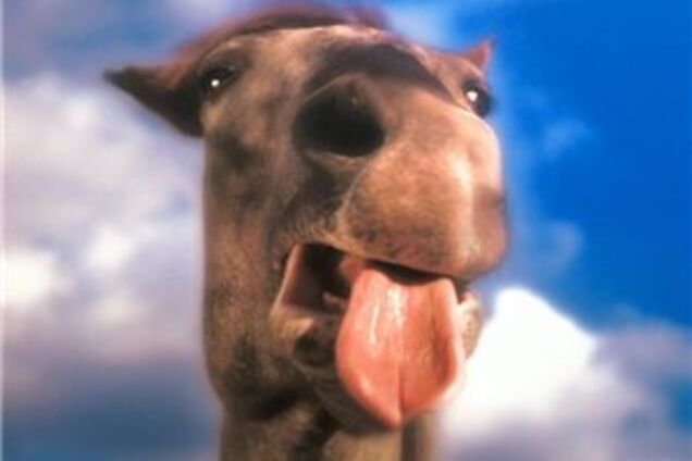 На Уралі верблюд врізався в електричку